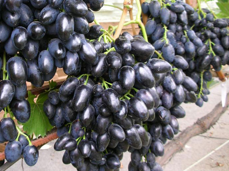 NADEŽDA AZOS Table Grape Vine - Tutifruti SK