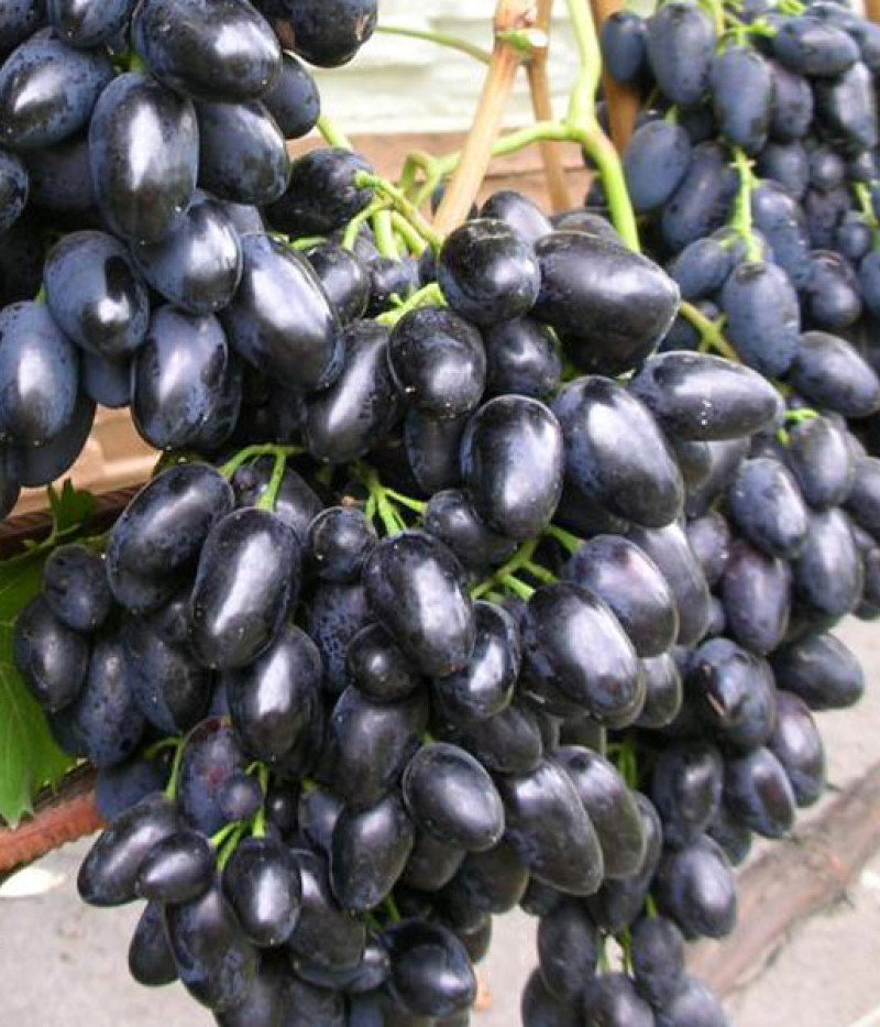 NADEŽDA AZOS Tafeltraube - Tutifruti SK