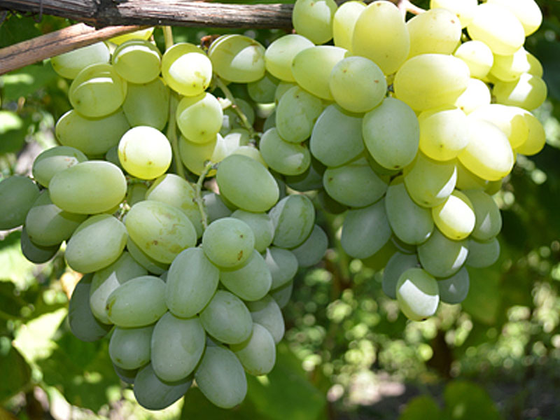 New gift for Zaporizhia Table Grape Vine - Tutifruti, s.r.o. New gift for Zaporizhia Table Grape Vine - Tutifruti, s.r.o.