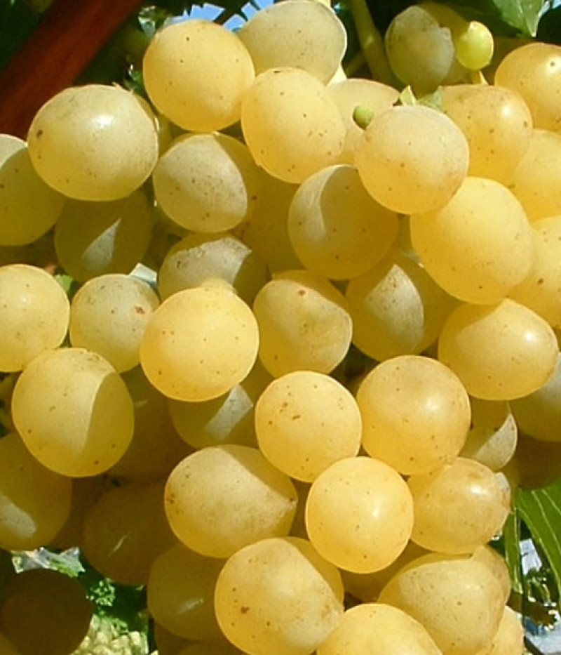 PALATINA  Table Grape Vine PIWI - Tutifruti, s.r.o. (SK)