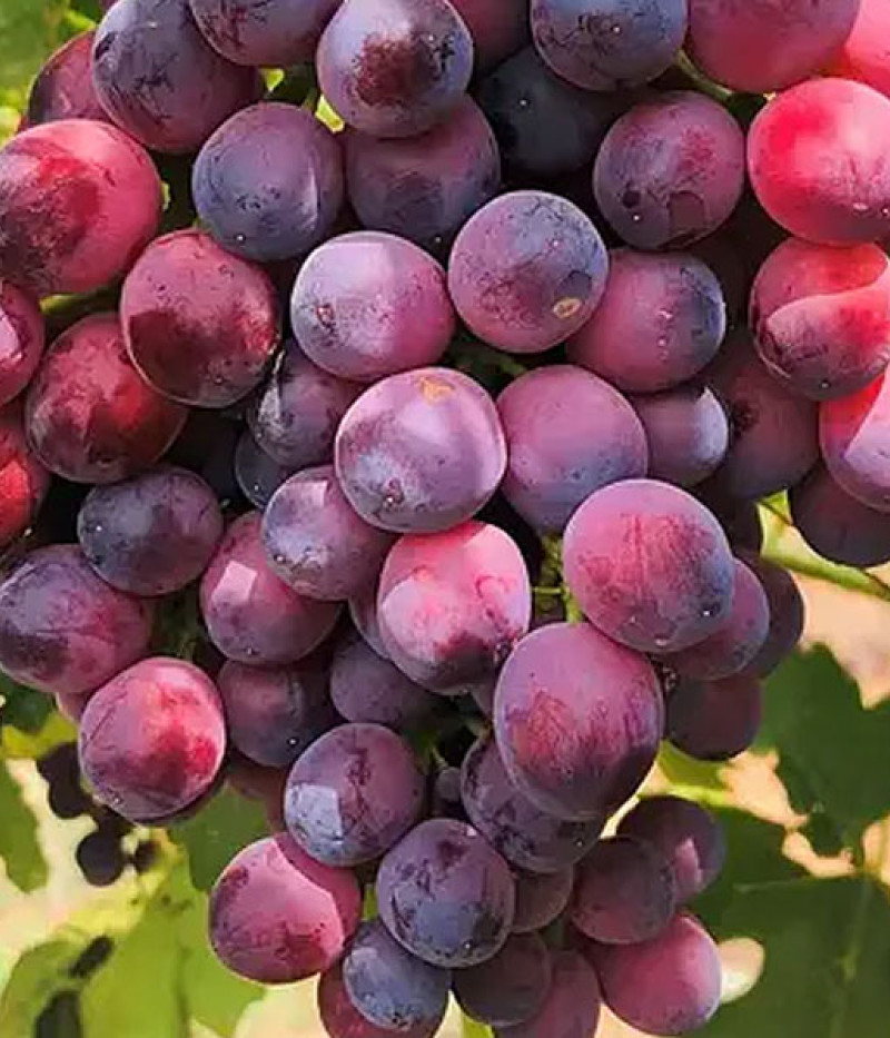 PAMJATI UTSCHITELJA Tafeltraube - Tutifruti SK