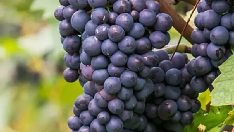 Extremer Frost und tropisches Aroma: Der ultimative Ratgeber zu 11 nordischen Rebsorten, die den Weinbau verändern