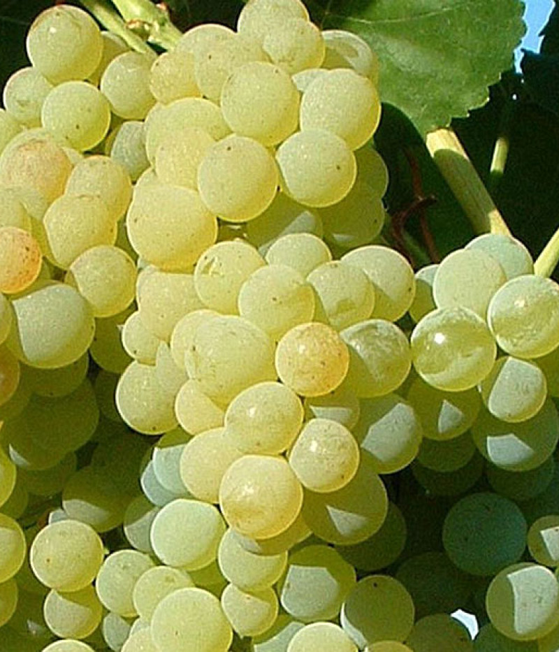 Tafeltraube POLOSKEI MUSKOTÁLY - Tutifruti SK