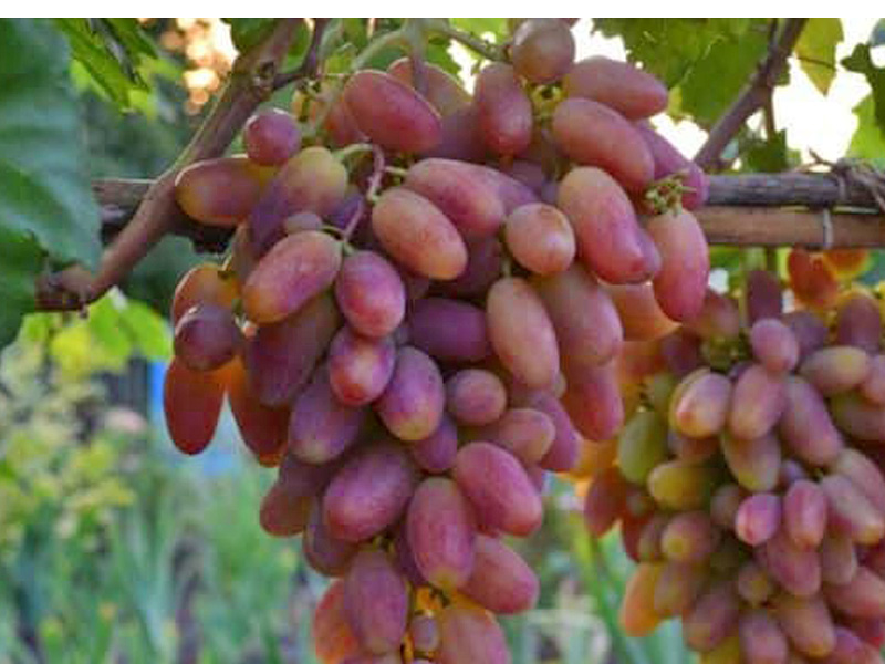 PREOBRAZENIE Table Grape Vine - Tutifruti SK PREOBRAZENIE Table Grape Vine - Tutifruti SK