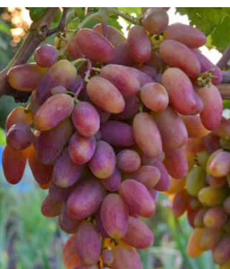 PREOBRAZENIE Tafeltraube - Tutifruti SK