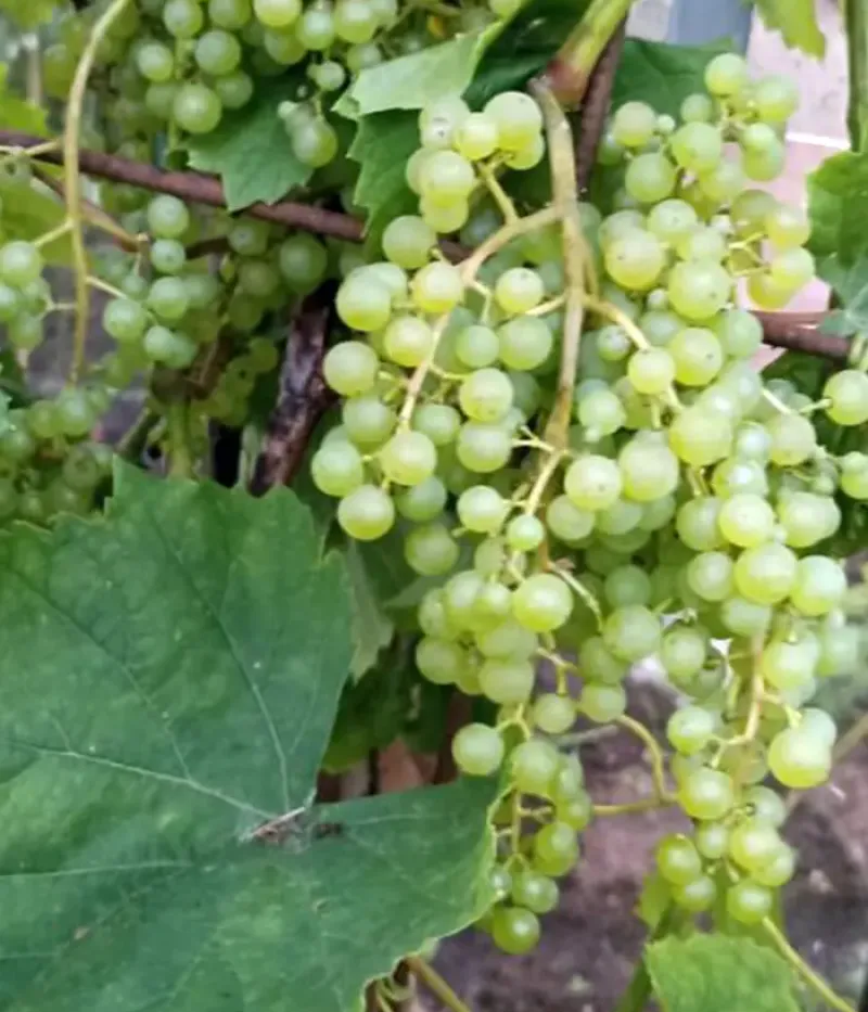 Weinrebe (Vitis spp.) RASA - Tutifruti, s.r.o.