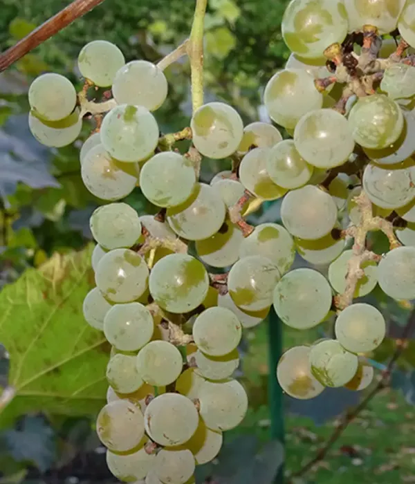 Weinrebe (Vitis spp.) SKUJIŅA 675 (MOSKOVSKIJ USTOJČIVIJ)