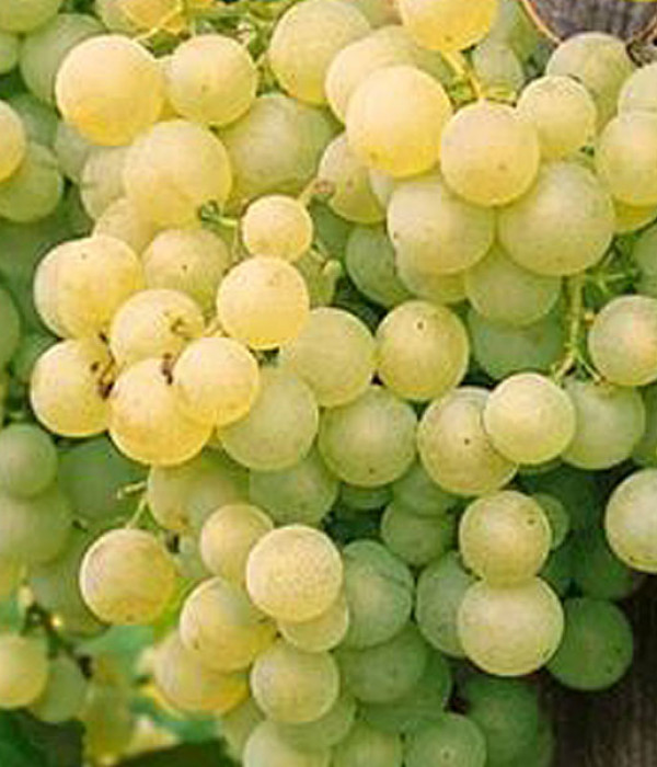 SOLARIS grape variety PIWI
