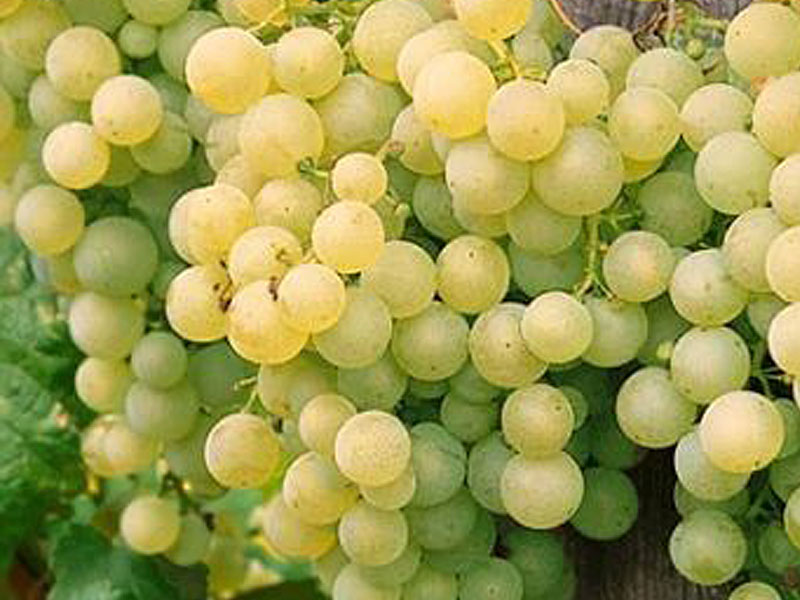 SOLARIS grape variety PIWI - Tutifruti, s.r.o.