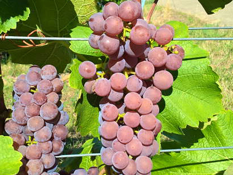 SOUVIGNIER GRIS Most Rebsorten PIWI - Tutifruti, s.r.o. (SK) SOUVIGNIER GRIS Most Rebsorten PIWI - Tutifruti, s.r.o. (SK)