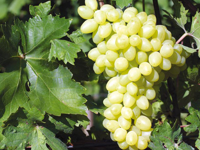 STELLA Table Grape Vine - Tutifruti, s.r.o. (SK) STELLA Table Grape Vine - Tutifruti, s.r.o. (SK)