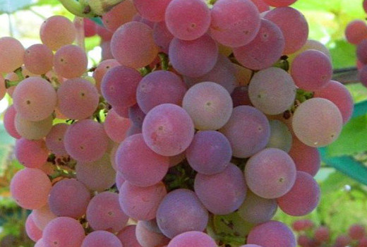 Resistente Rebsorten (Teil 4): Analyse der Sorten Božij Dar, Černyj Chrustaľ und anderer