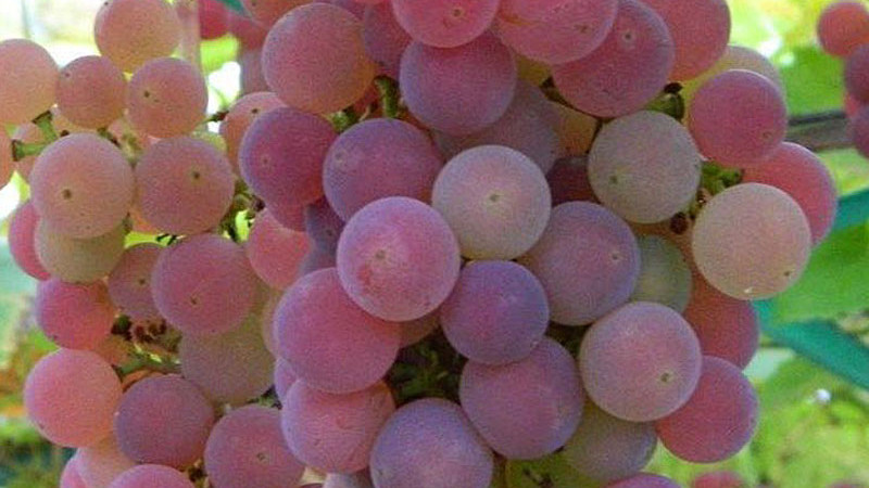 Resistente Rebsorten (Teil 4): Analyse der Sorten Božij Dar, Černyj Chrustaľ und anderer