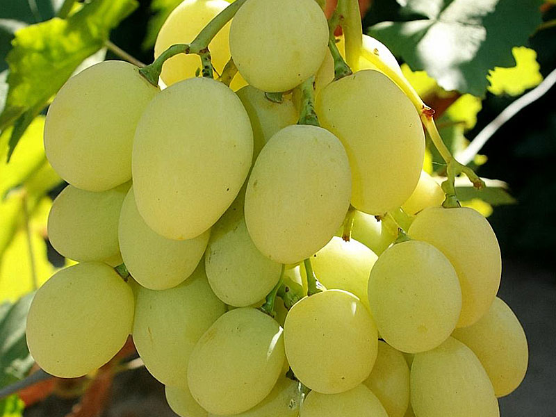Tian Shan Table Grape Vine PIWI - Tutifruti, s.r.o. (SK)