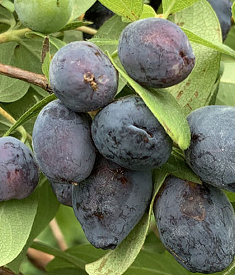 Zemolez (Lonicera caerulea) BLUE TREASURE - Tutifruti SK