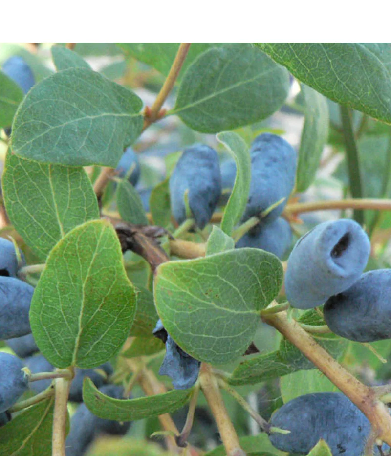 Blaubeere (Lonicera caerulea) CANDY BLUE (Avalanche)