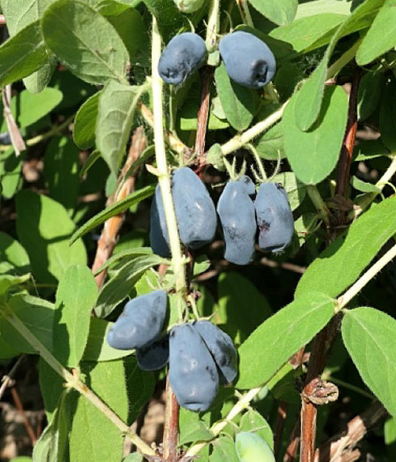 Zemolez (Lonicera caerulea) ZOJKA - Tutifruti SK