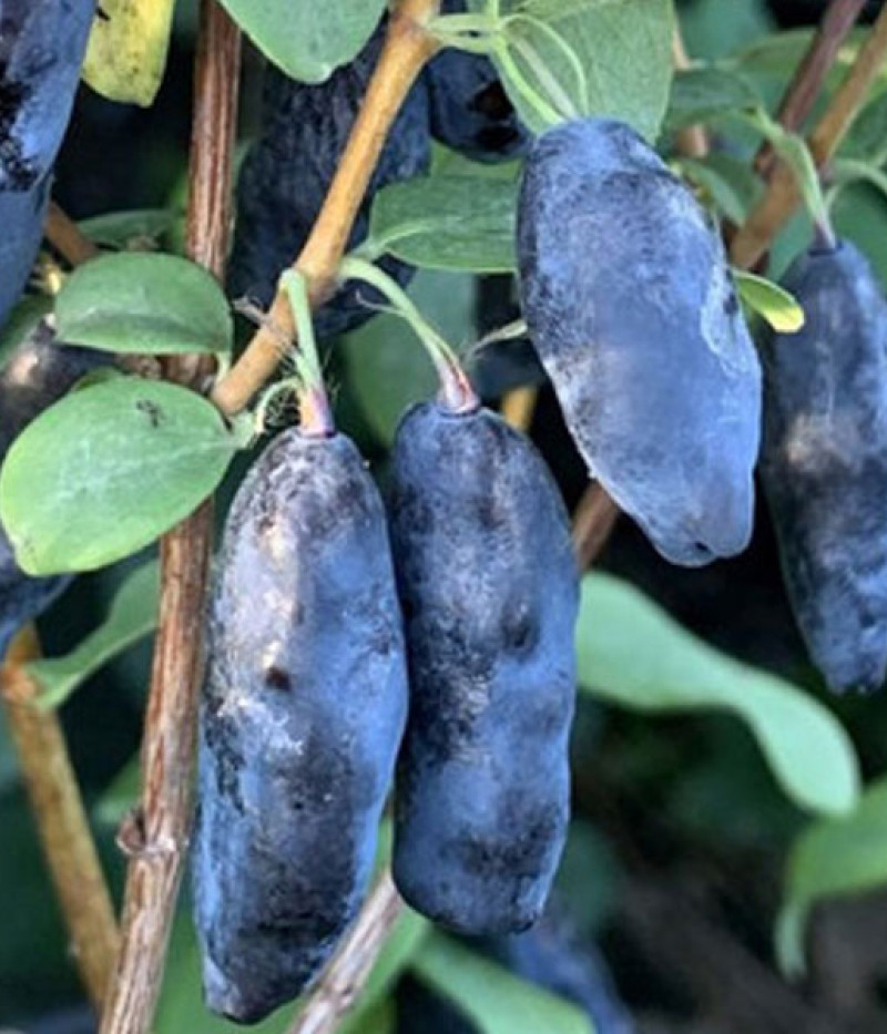Blaubeere (Lonicera caerulea) BLUE BANANA - Tutifruti SK