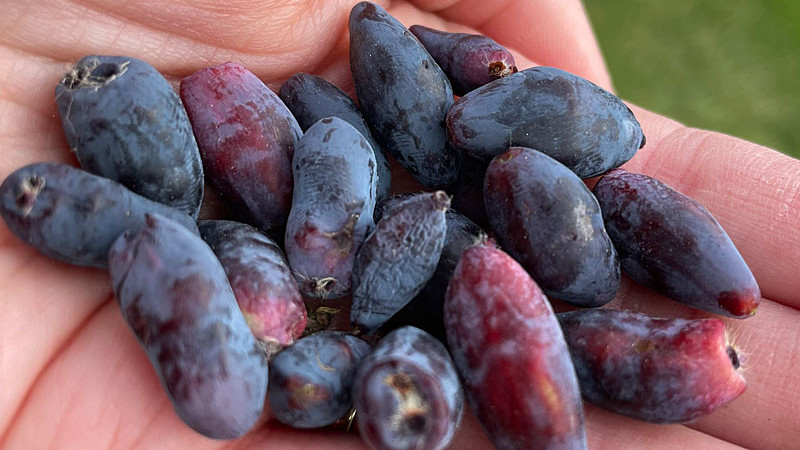 Russischer Geschmack, amerikanischer Traum und geologisches Paradoxon: 7 Jahre Haskap-Tests in Muniakowice (Teil 2)