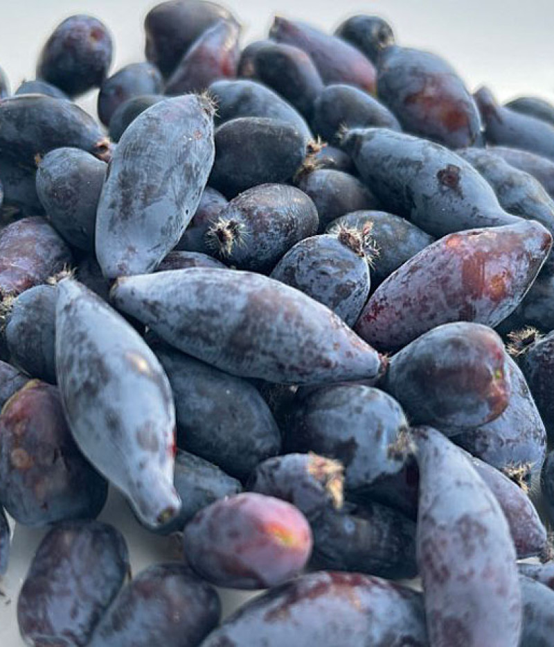 Zemolez (Lonicera caerulea) BOREALIS® - Tutifruti SK