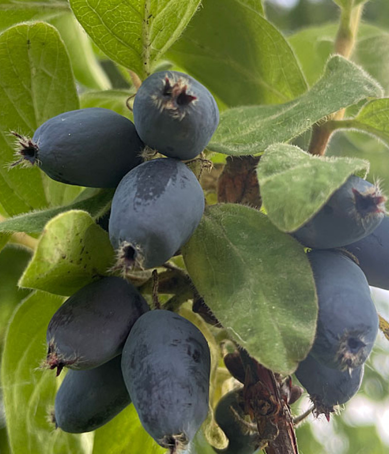 Zemolez (Lonicera caerulea) BOREALIS® - Tutifruti SK