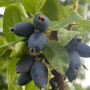 Blaubeere (Lonicera caerulea) BOREALIS®