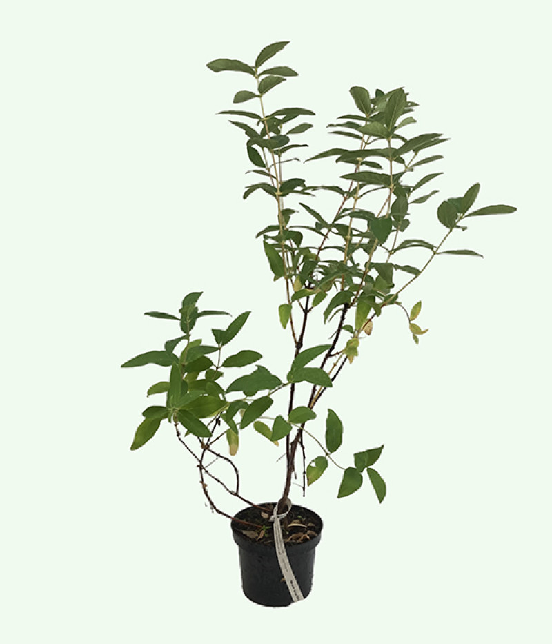 Zemolez (Lonicera caerulea) BOREALIS® - Tutifruti SK