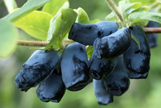 Blaubeere (Lonicera caerulea): die unprätentiöse Kamtschatka Blaubeeren, die Sie immer wieder begeistern wird