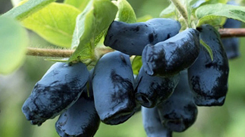 Blaubeere (Lonicera caerulea): die unprätentiöse Kamtschatka Blaubeeren, die Sie immer wieder begeistern wird Blaubeere (Lonicera caerulea): die unprätentiöse Kamtschatka Blaubeeren, die Sie immer wieder begeistern wird