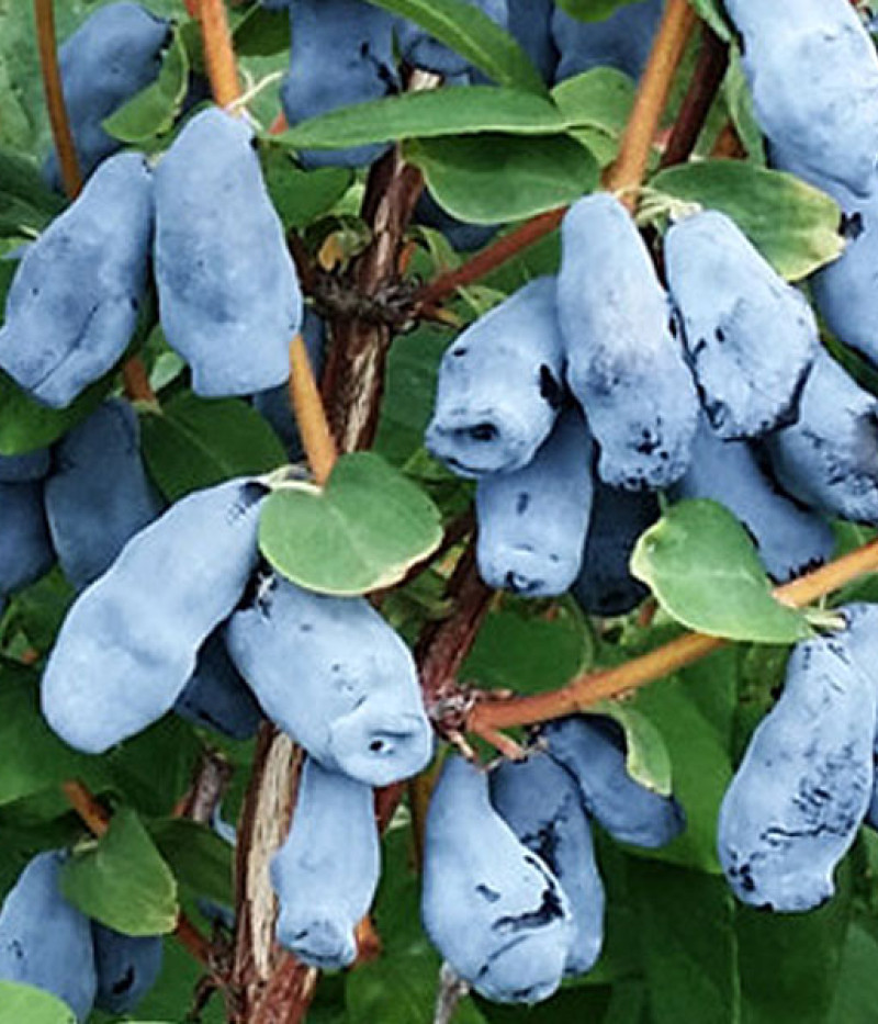 Blaubeere (Lonicera caerulea) DOCZ VELIKANA - Tutifruti SK