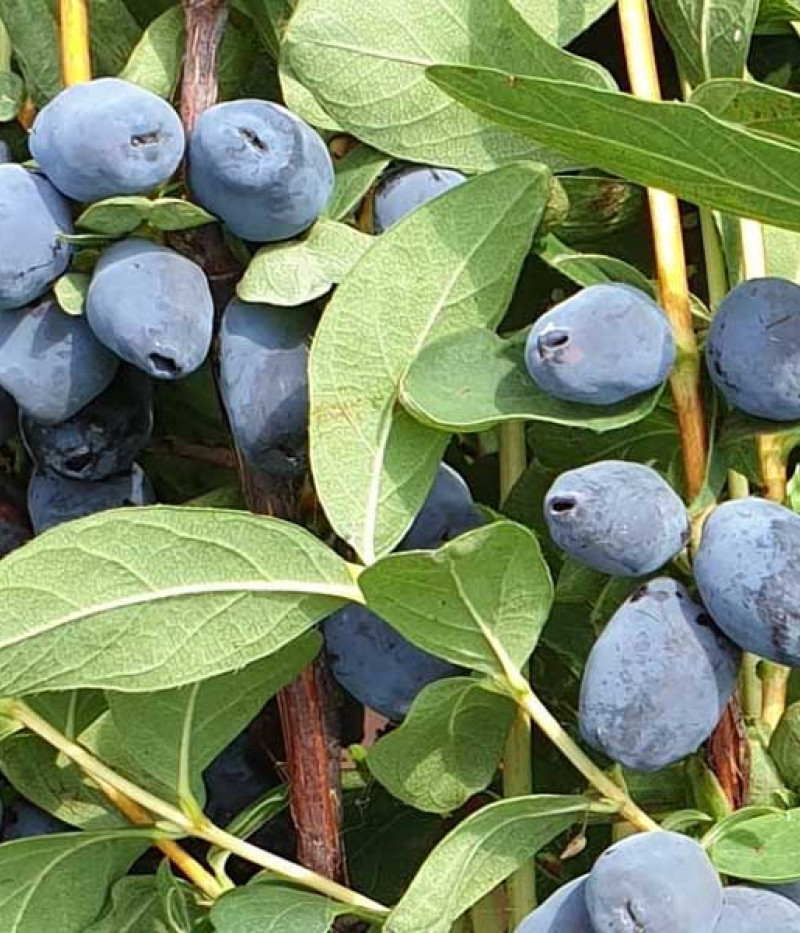 Zemolez (Lonicera caerulea) GIANT'S HEART - Tutifruti SK