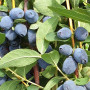Blaubeere (Lonicera caerulea) GIANT'S HEART