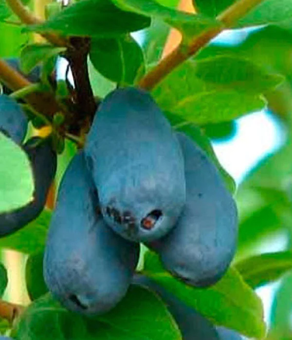 Blaubeere (Lonicera caerulea) AURORA