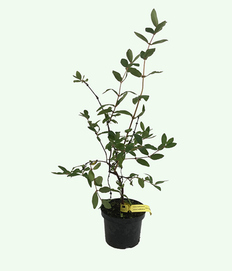 Blaubeere (Lonicera caerulea) LENINGRADSKIJ VELIKAN - Tutifruti SK