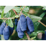 Kamtschatka Blaubeeren