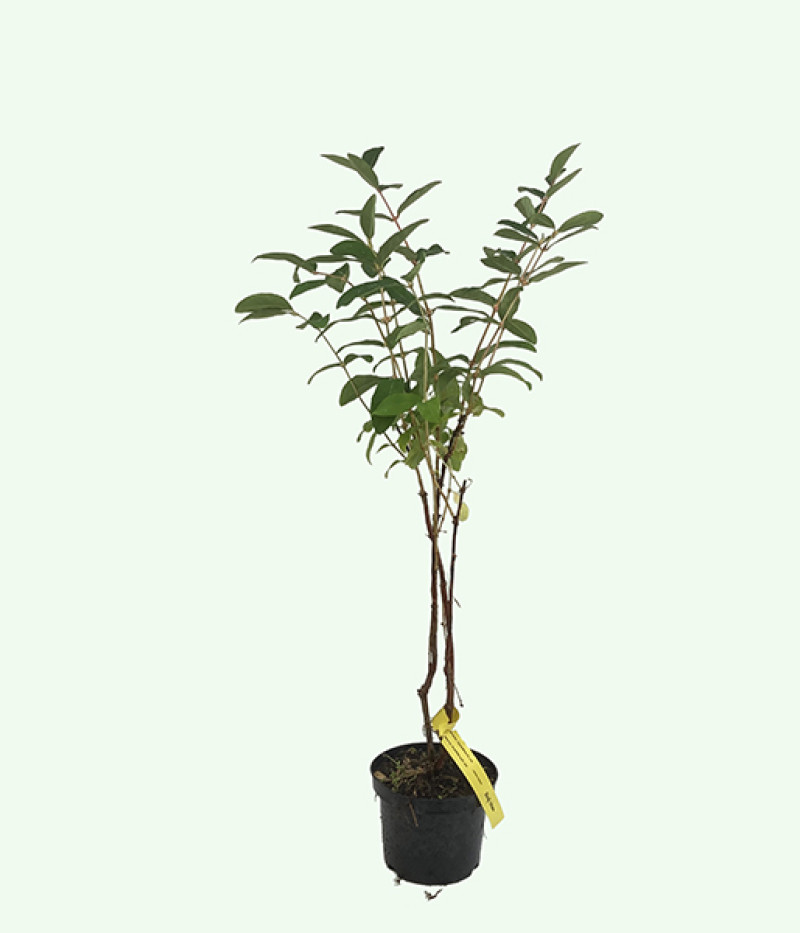 Blaubeere (Lonicera caerulea) SINIJ UTES - Tutifruti SK