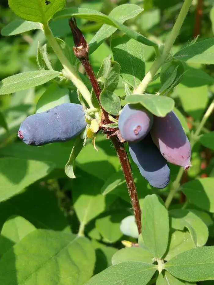 Blaubeere (Lonicera kamtschatica) TOMI - Lonicera caerulea