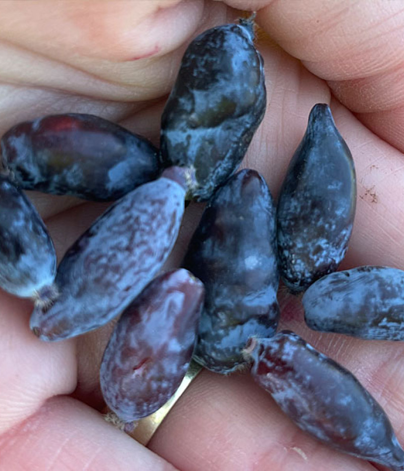 Blaubeere (Lonicera caerulea) TUNDRA® - Tutifruti SK