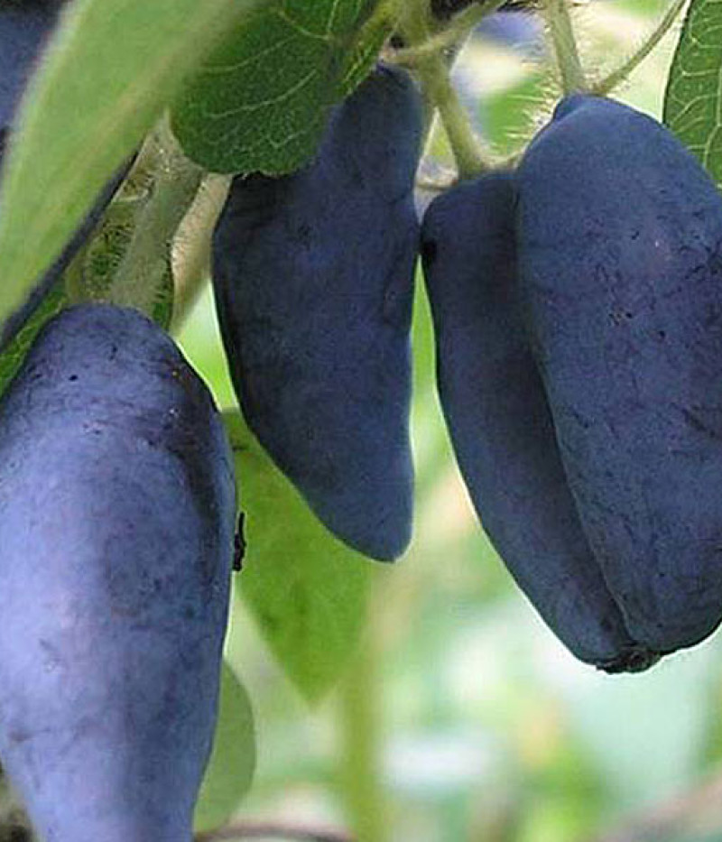 Blaubeere (Lonicera caerulea) TUNDRA® - Tutifruti SK