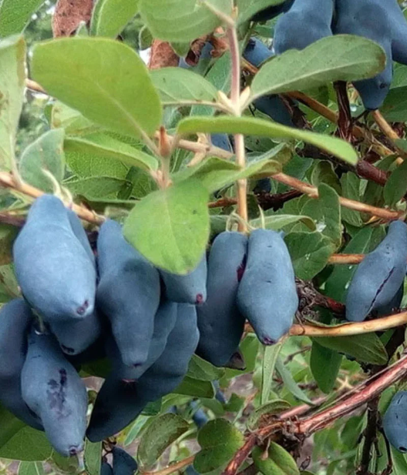 Blaubeere (Lonicera caerulea) USLADA