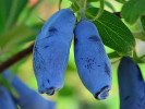 Blaubeere (Lonicera caerulea) VOSTORG - Tutifruti SK Blaubeere (Lonicera caerulea) VOSTORG - Tutifruti SK