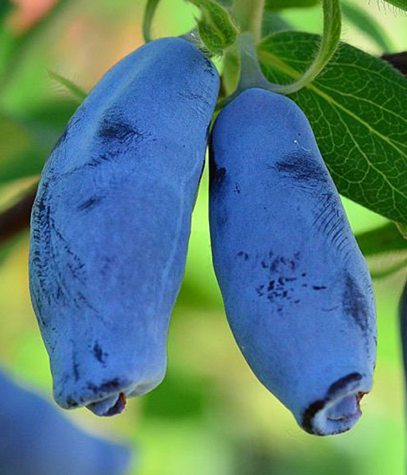 Blaubeere (Lonicera caerulea) SILGINKA - Tutifruti, s.r.o.