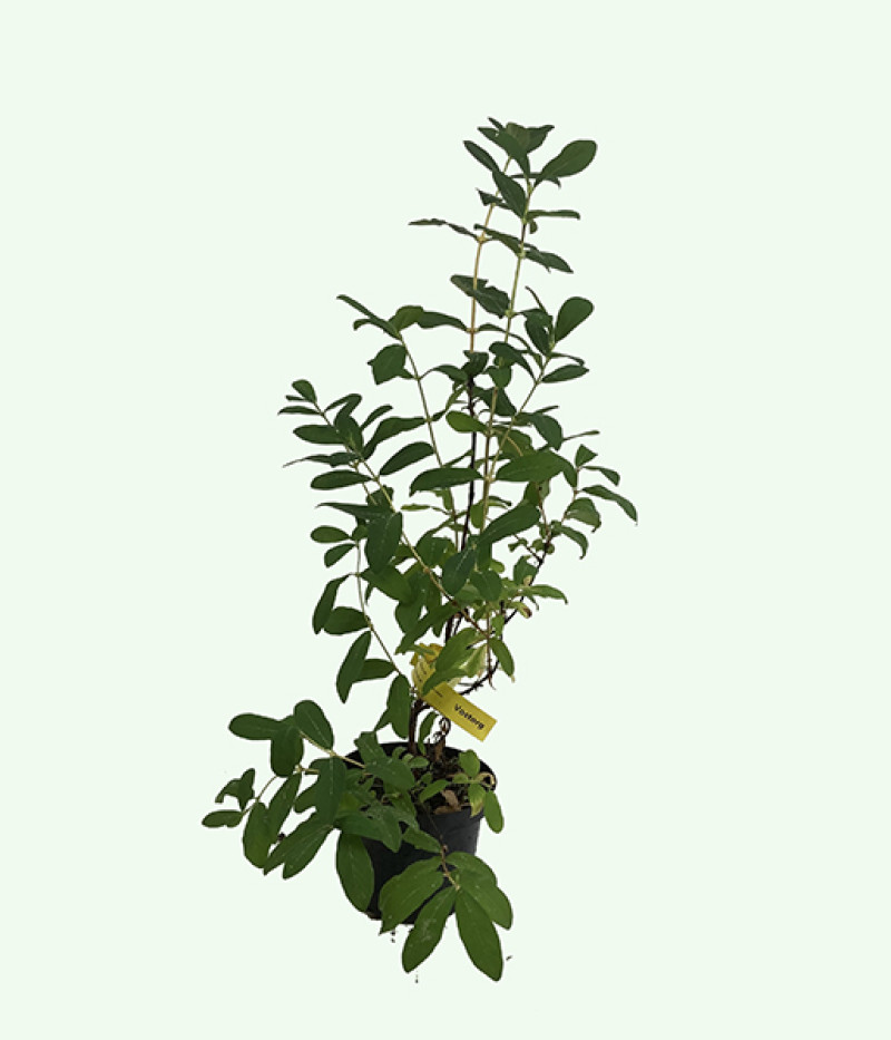 Blaubeere (Lonicera caerulea) SILGINKA - Tutifruti, s.r.o.